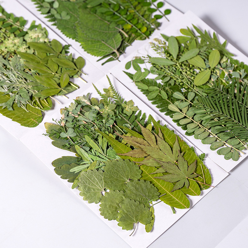 1Zestaw 35szt Prasowane suszon – Dried Flower Bulk recenzja i cena