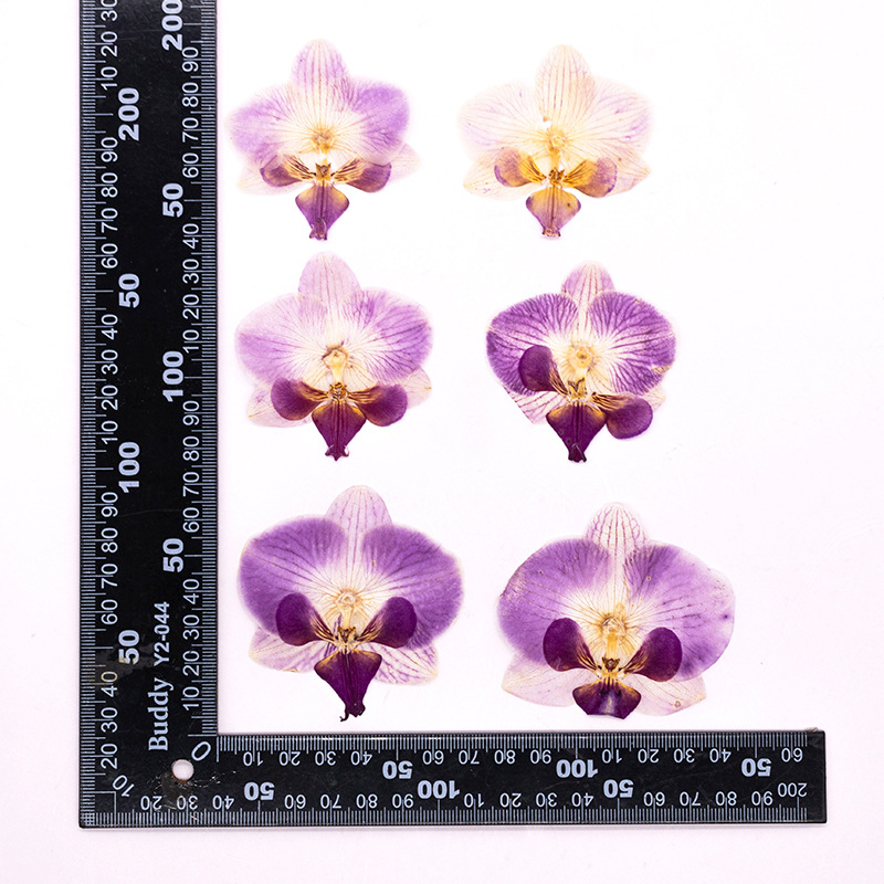 4 szt. Suszone, prasowane kwia – Dried Flower Bulk recenzja i cena