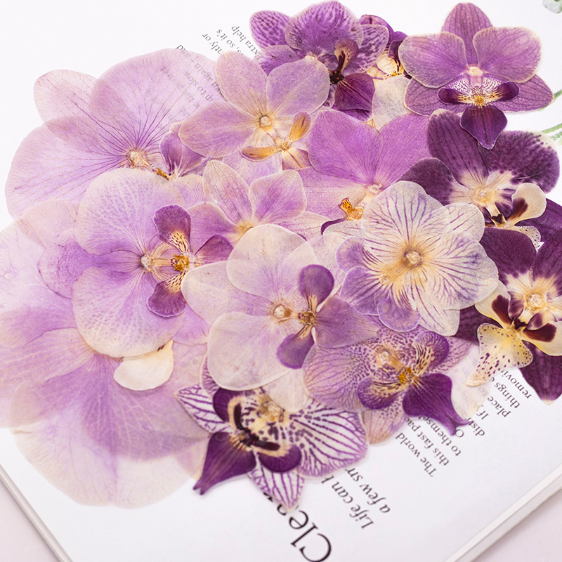 4 szt. Suszone, prasowane kwia – Dried Flower Bulk recenzja i cena